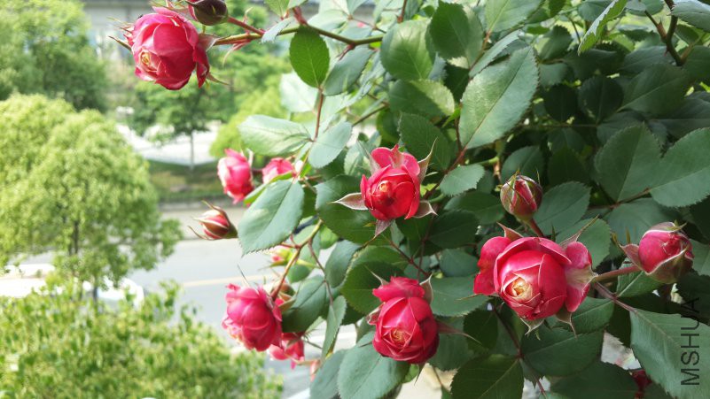 �����ȿ�