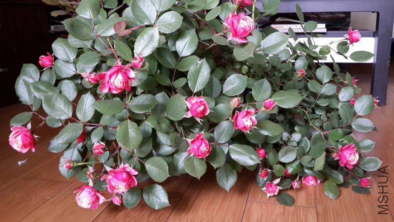 �����ȿ�