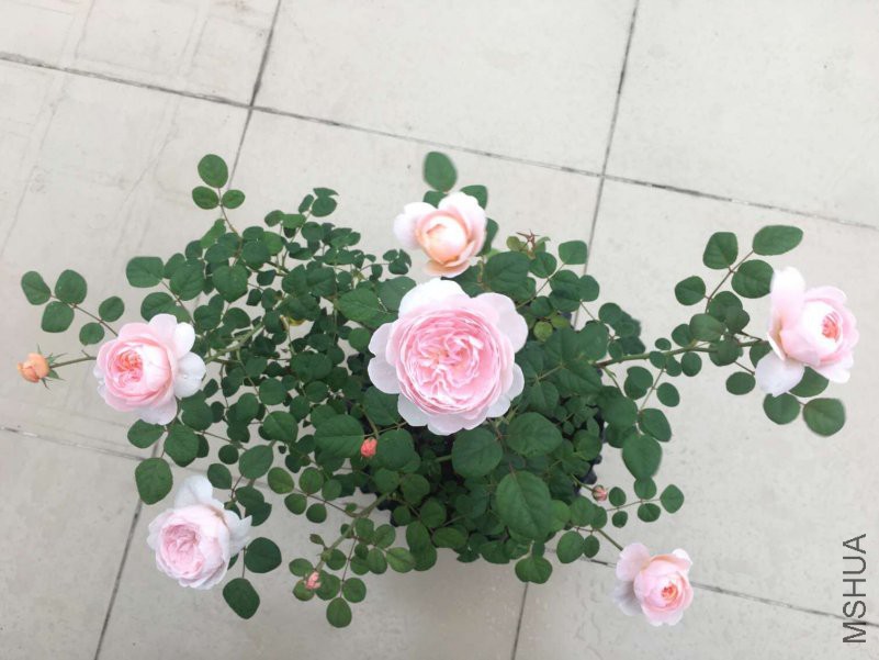 QQͼƬ20180309202323.jpg