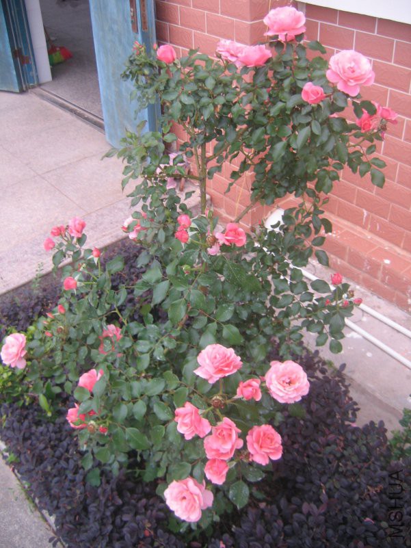 ����ѩ��ֲ���׳��Ũ�㣬�����ڶ̣�������ɢ��