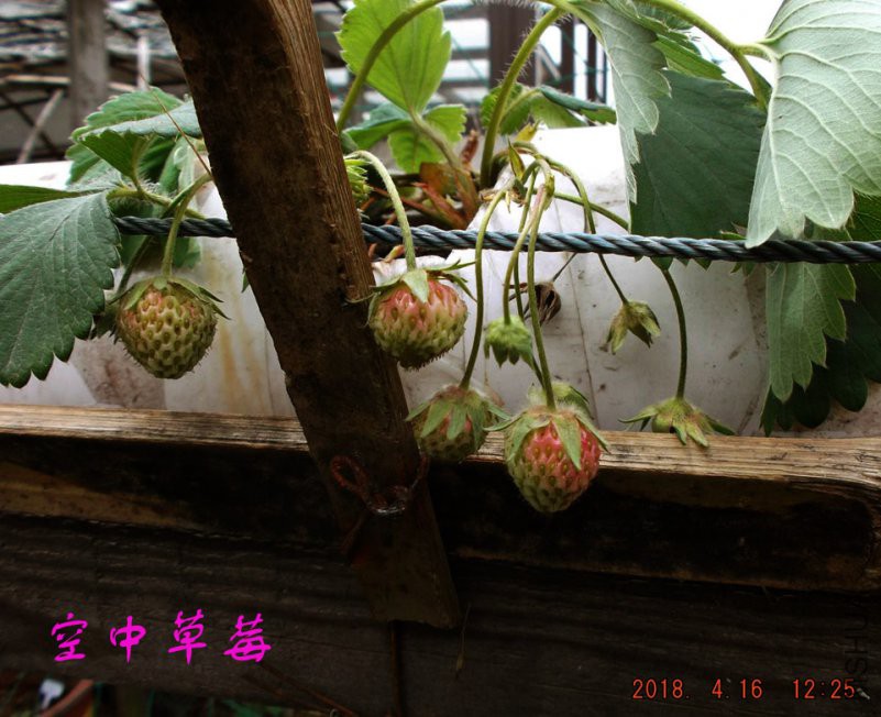 2018-4-16jxxw 035����.jpg