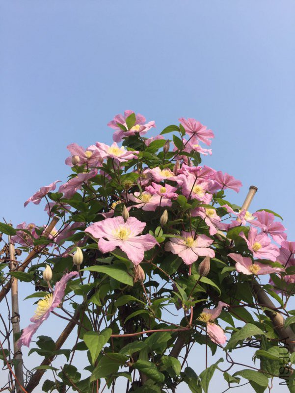 �����ƶ˵Ĳ�������