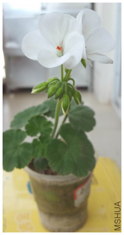 20180417_160032.jpg