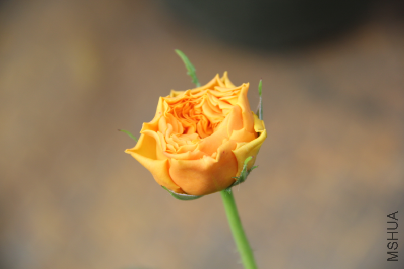 ΢�Ž�ͼ_20180418095151.jpg