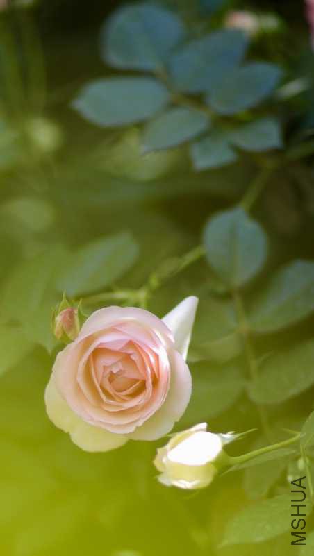 38BF0C38-2B58-439F-99D8-796536F05C2C.jpeg