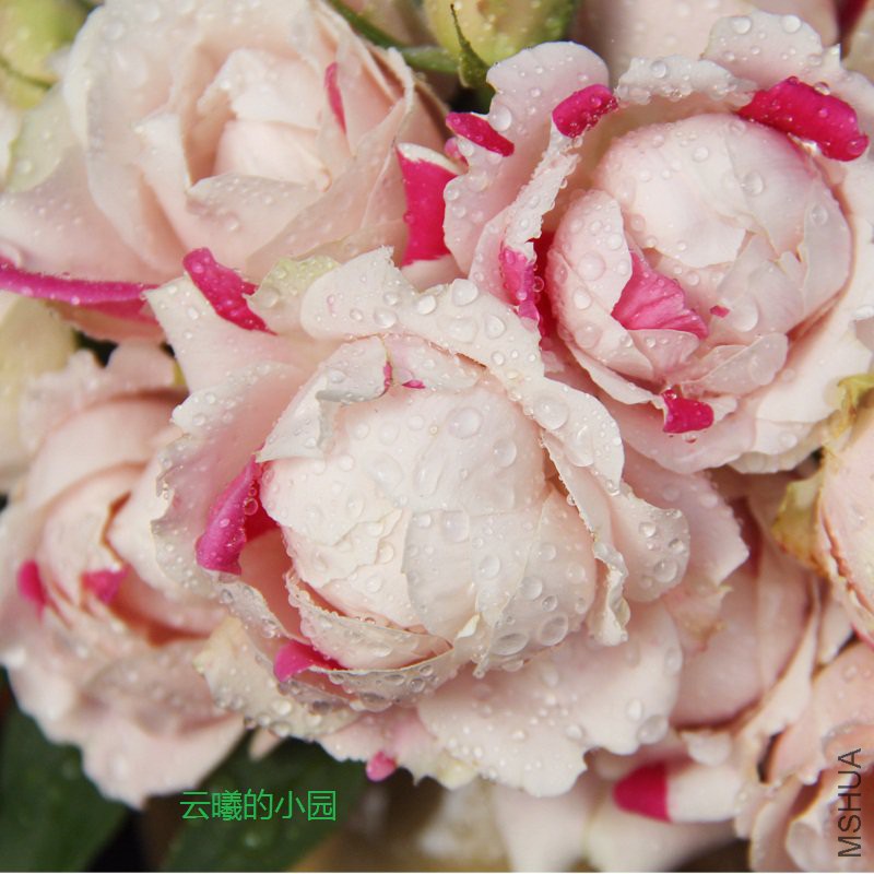 ���Ҷ����ݮ����1.jpg