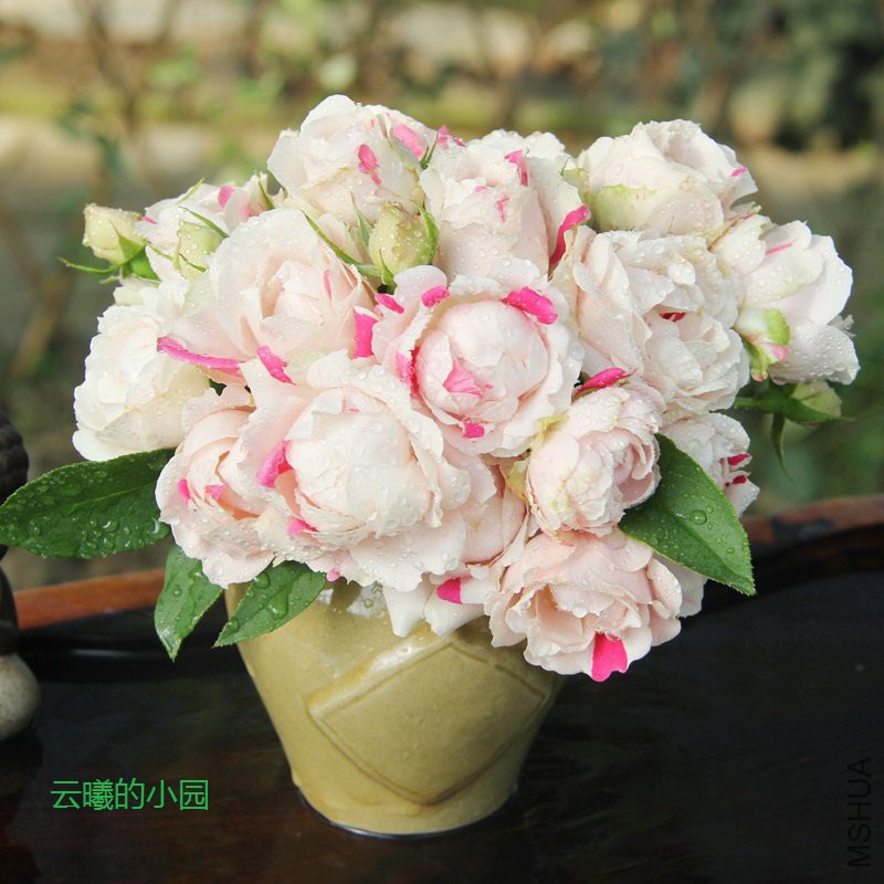 ���Ҷ����ݮ����3.jpg