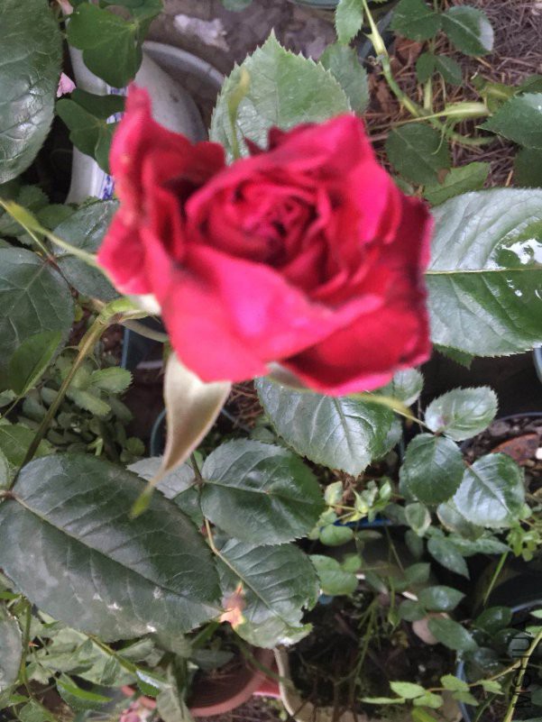 ΢��ͼƬ_20180418104522.jpg