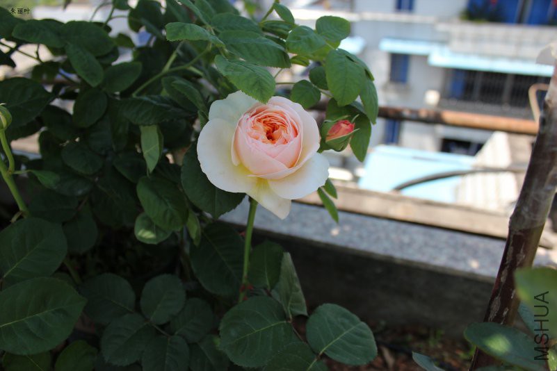 IMG_3145.JPG