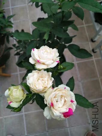 �����Ļ�����������