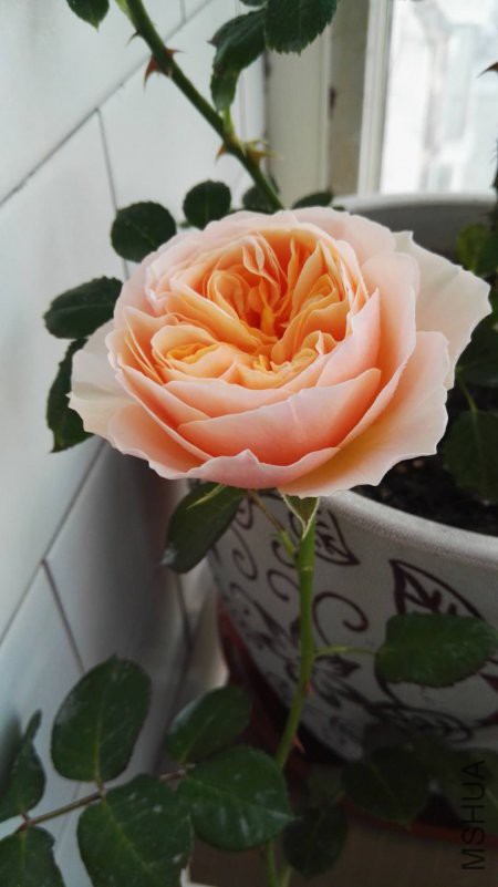 ΢��ͼƬ_20180418182610.jpg
