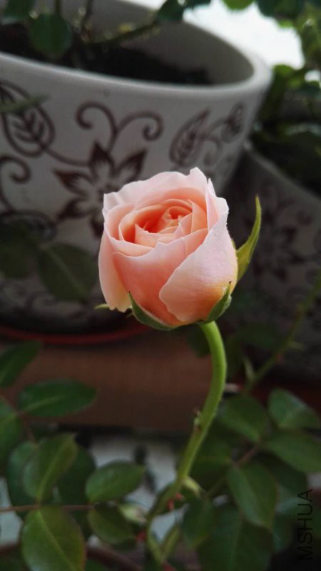 ΢��ͼƬ_20180418182622.jpg