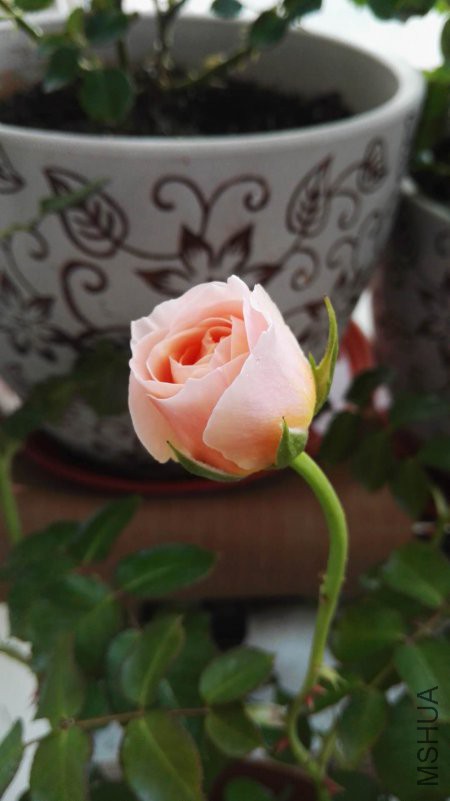 ΢��ͼƬ_20180418182627.jpg