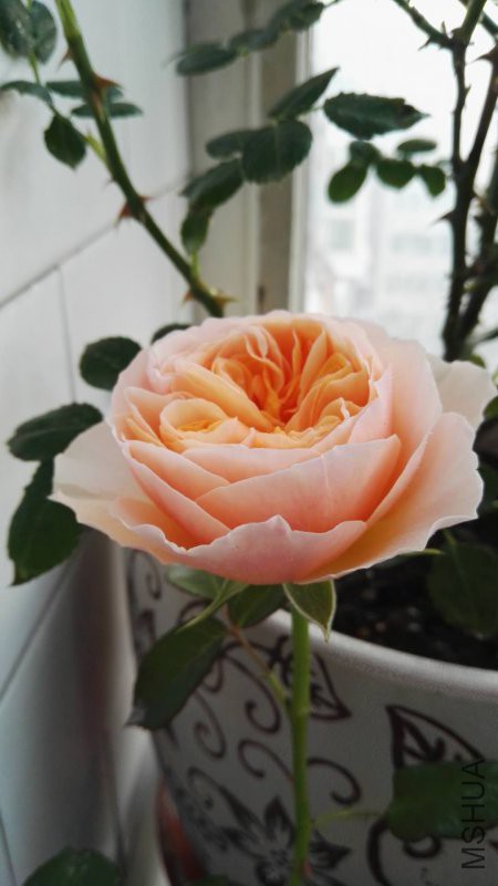 ΢��ͼƬ_20180418182648.jpg