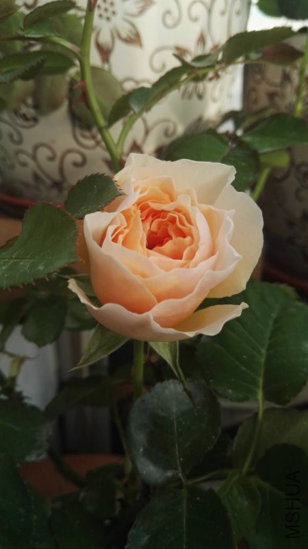 ΢��ͼƬ_20180412143355.jpg