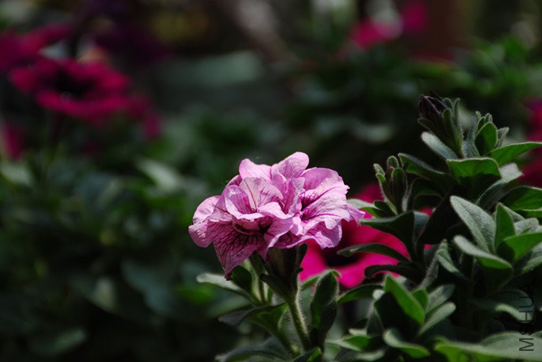 dsc_0326_����.jpg