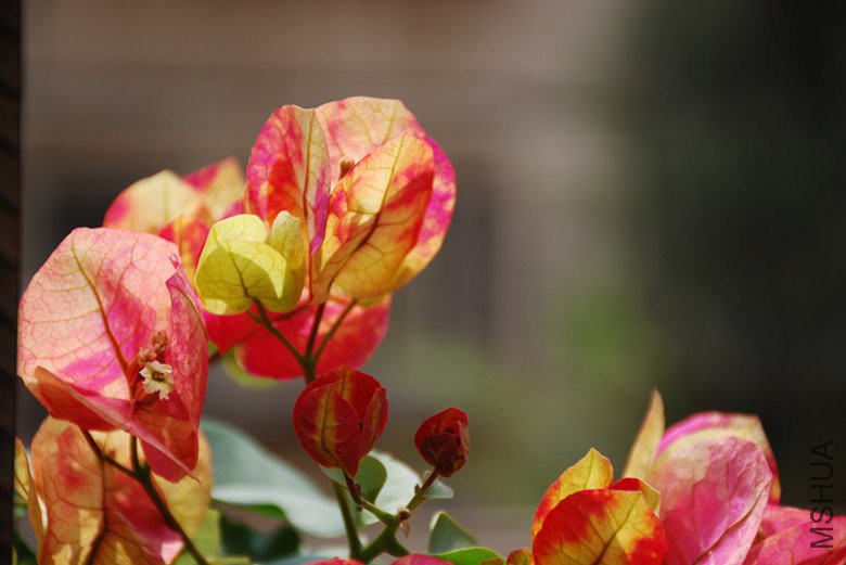 dsc_0310_����.jpg