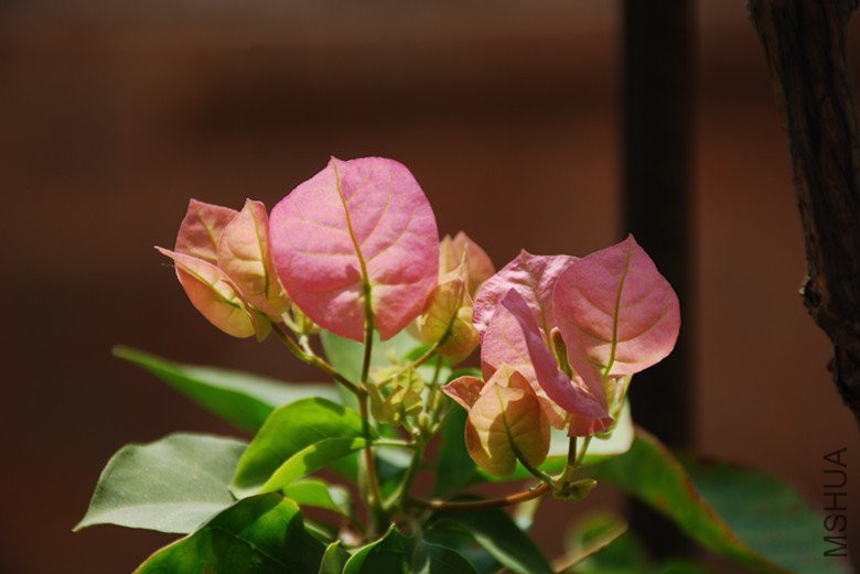 dsc_0318_����.jpg