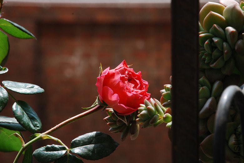 dsc_0331_����.jpg