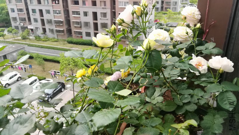 IMG_20170503_162621.jpg