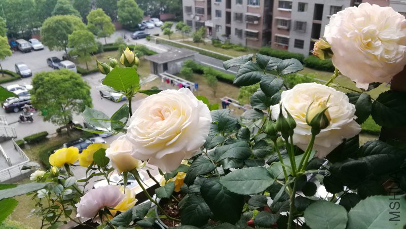 IMG_20170503_162813.jpg