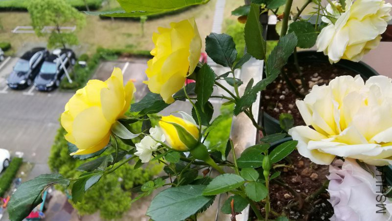 IMG_20170504_162829.jpg