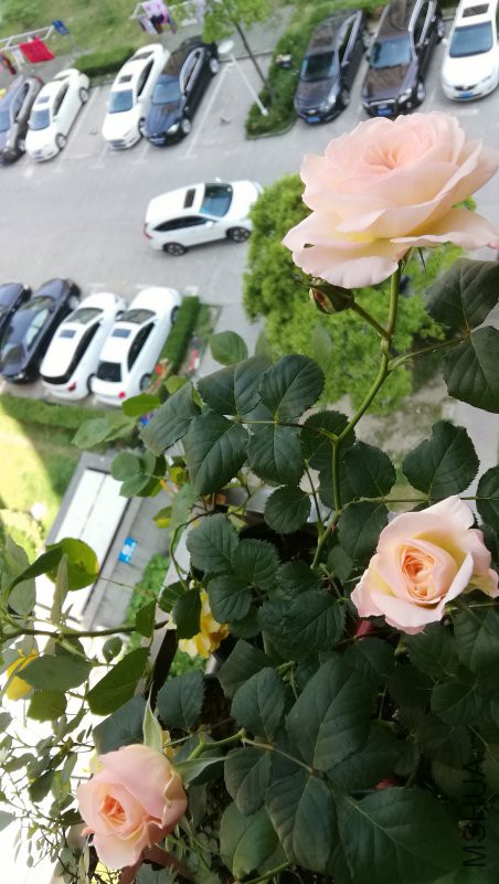 IMG_20170501_092145.jpg