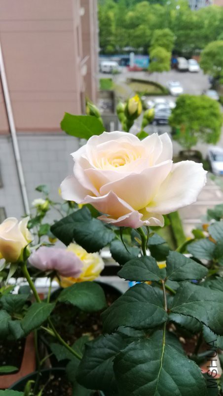 IMG_20170502_123255.jpg
