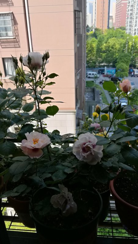 IMG_20170501_092210.jpg