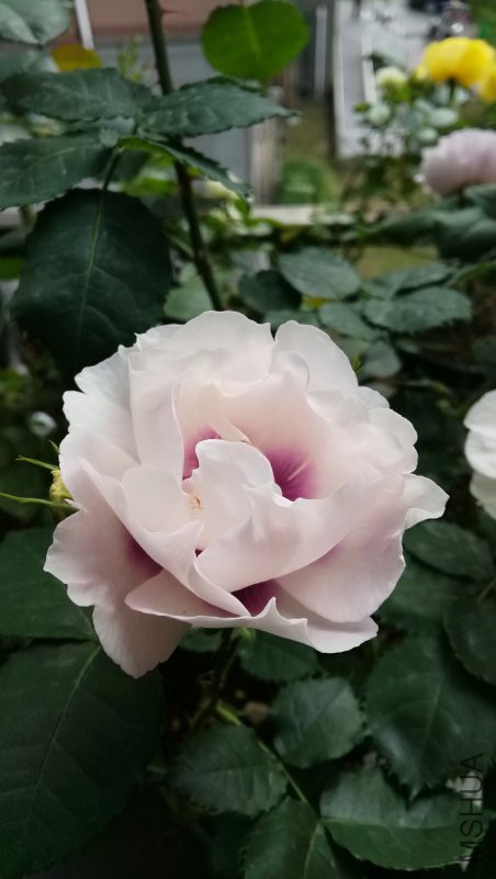 IMG_20170503_162757.jpg