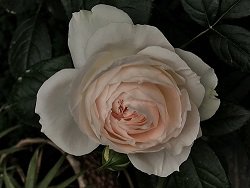 IMG_3104.JPG