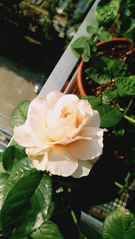 IMG_20180418_081819.jpg