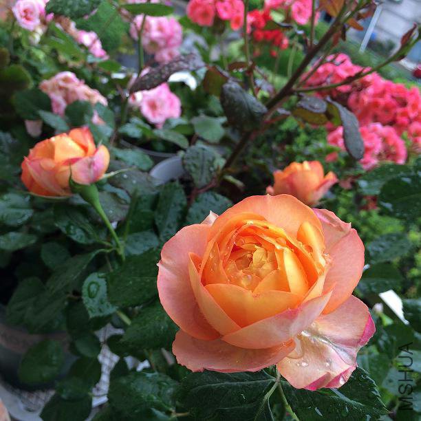 ���� 2017.4.26a.JPG