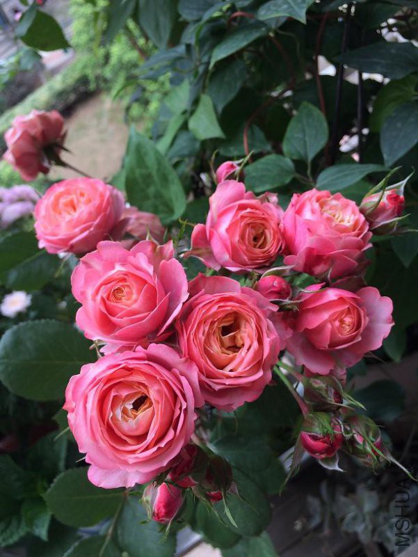 �ȿ� 2017.5.15b.JPG