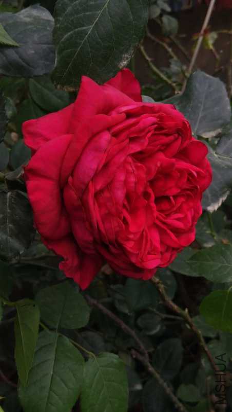 IMG_20180414_125847.jpg