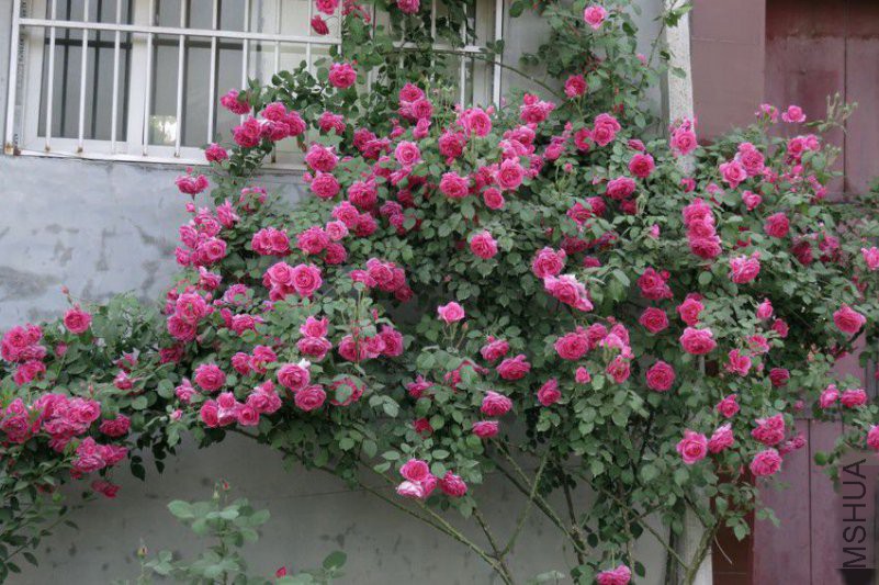 130046gldfs66fmssij63d.jpg