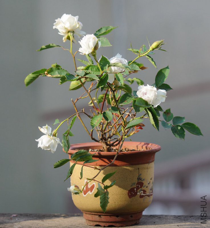 ΢��ͼƬ_20180420084516.jpg