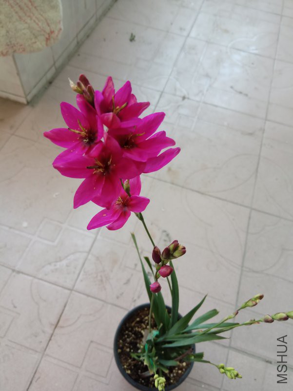 IMG_20180417_131512.jpg