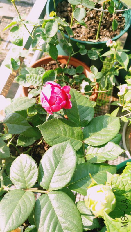 IMG_20180418_081809.jpg