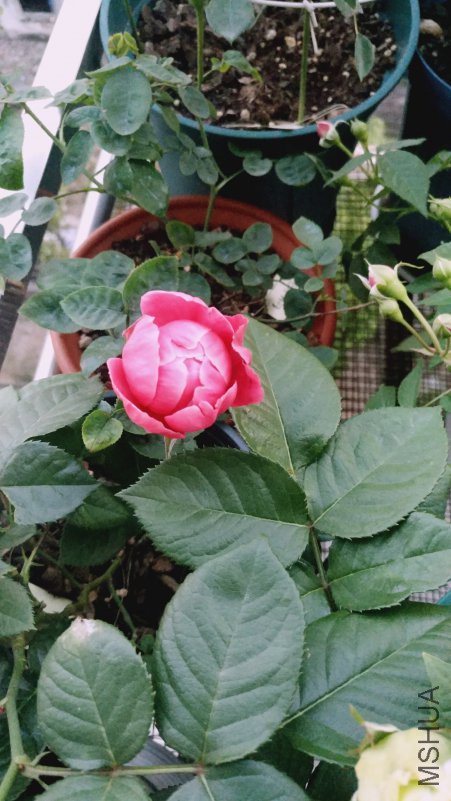 IMG_20180418_182647.jpg