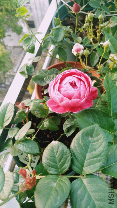 IMG_20180420_060123.jpg