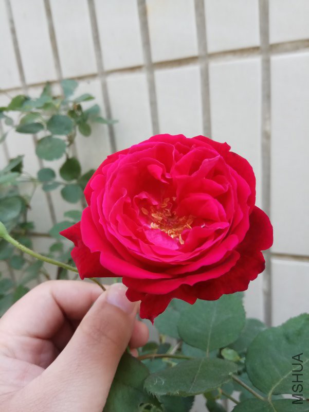 IMG_20180419_083551.jpg
