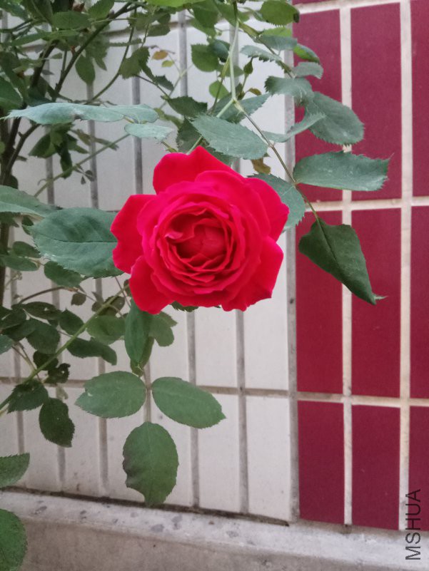 IMG_20180420_061024.jpg