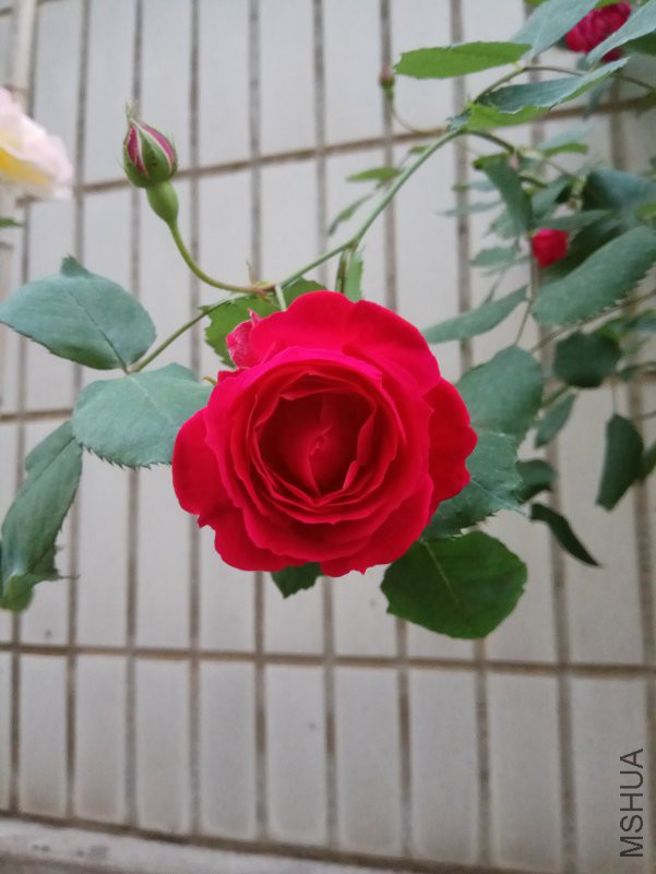 IMG_20180420_061035.jpg