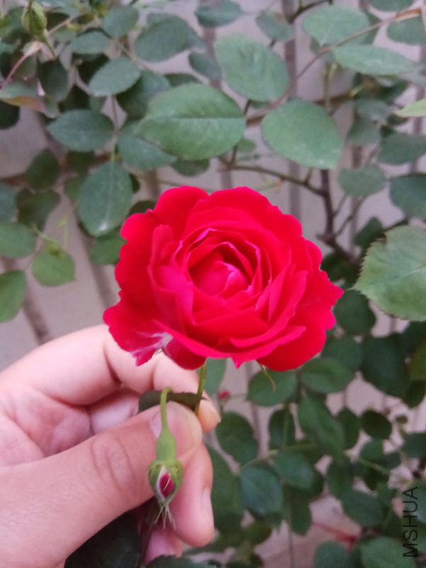 IMG_20180420_061051.jpg