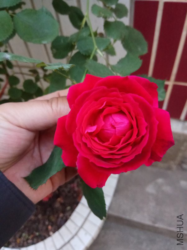 IMG_20180420_061116.jpg