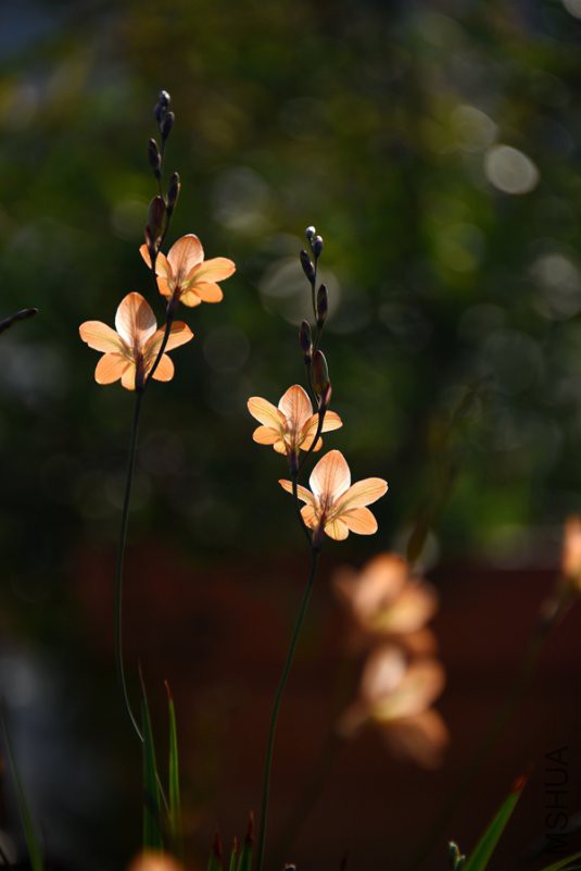 DSC_6387.jpg