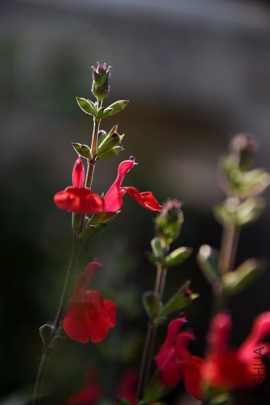 DSC_6397.jpg
