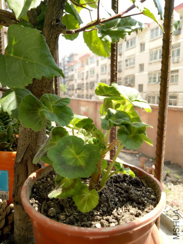 IMG20180420124143.jpg