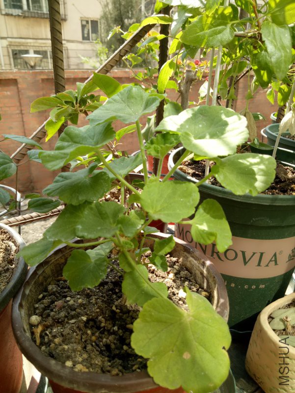 IMG20180420123933.jpg